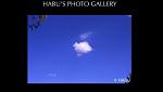 HABU'S PHOTO GALLERYւ̃N